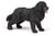 Terre-neuve - PAPO - 54018