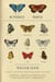 Butterfly People - An American Encounter with the Beauty of the World