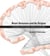 Brain Structure and Its Origins - in Development and in Evolution of Behavior and the Mind