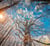 Calendrier mural 2026 Pictura - Arbres - 30 x 30 cm