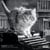 Calendrier mural 2026 Pictura - Chats noir et blanc - 30 x 30 cm