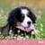 Calendrier mural 2026 Pictura - Chiots - 30 x 30 cm