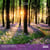 Calendrier mural 2026 Pictura - Dans les forêts - 30 x 30 cm