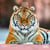Calendrier mural 2026 Pictura - Tigres - 30 x 30 cm