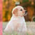 Calendrier mural 2026 Pictura - Chiots  - 16 x 16 cm