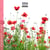 Calendrier mural 2026 Pictura - Coquelicots - 16 x 16 cm