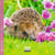 Calendrier mural 2026 Pictura - Hérisson - 16 x 16 cm