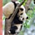 Calendrier mural 2026 Pictura - Pandas - 16 x 16 cm