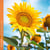 Calendrier mural 2026 Pictura - Tournesol - 16 x 16 cm