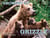 Growing Up Grizzly - The True Story of Baylee and Her Cubs