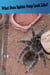 What Does Spider Poop Look Like?