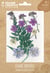 Lot de 13 fleurs pressées naturelles Graine créative - Prairie - Violet
