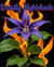 Deadly Nightshade - Inflamed Flowers, #4