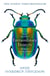 Extraordinary Insects - Weird. Wonderful. Indispensable. The ones who run our world.