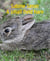 A small field hare - About foxes and other wild animals
