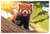 Puzzle 1000 Pièces - Panda roux