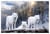 Puzzle 1000 Pièces - Loups Blancs