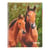 Cahier de texte spiral cheval 17x22 cm - Cultura