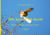 Die kenne ich doch! - Der Turmfalke, und wer noch? 2. Buch