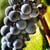 Secrets on the Vine