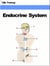 Endocrine System (Human Body) - Human Body