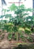 Tale of Papaya