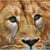 Broderie Diamant kit intermédiaire - Lion du Serengeti