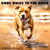 Gibbs Walks to The Beach - GIBBS Adventures, #1