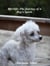 Afterlife: The Journey of a Dog's Spirit