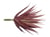Branche succulente Yucca