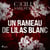 Un rameau de lilas blanc