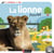 La lionne Aswad