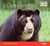L'Ours à lunettes
