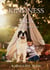The Kindness Era: Human and Animal Perspectives