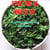 Vegetables Unveiled: Nutrition Health And  Wellness