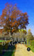 L’arbre d’Agathe - Roman
