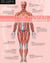 The Visual Dictionary of The Human Being - The Human Being