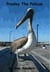 Presley The Pelican