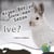 Kijan Bèt yo Siviv nan Sezon Ivè / What Do Critters Do in the Winter? - Julie K. Lundgren