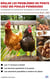 Régler les problèmes de ponte chez ses poules pondeuses - Comprendre et solutionner les baisses et arrêts de ponte