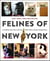 Felines of New York - A Glimpse Into the Lives of New York's Feline Inhabitants