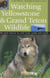Watching Yellowstone and Grand Teton Wildlife - The Best Places to Look from Roads and Trails