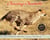Chasing Cheetahs - The Race to Save Africa's Fastest Cat