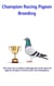 Champion Racing Pigeon Breeding