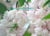Voyager à travers les fleurs - Photographie de fleurs