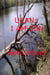 Uzan: I Am Sun - Edenia, #218