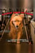 Tuesday Takes Me There: The Healing Journey of a Veteran and his Service Dog