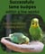 Successfully tame budgies within a few weeks - How does clicker training birds with budgerigars work? A step-by-step guide for budgies taming and parakeet training.
