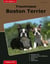 Traumrasse Boston Terrier