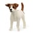 Jack Russell terrier
